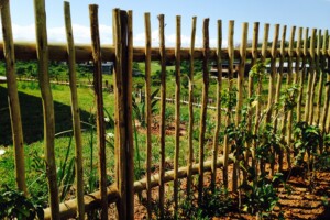 Lath Fencing Lath Fencing | Pole & Timber Products